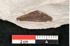 Foto (Detailansicht) von Hypnum sagorianum Ettingshausen (NHMW-GEO-2024-0188-6733)